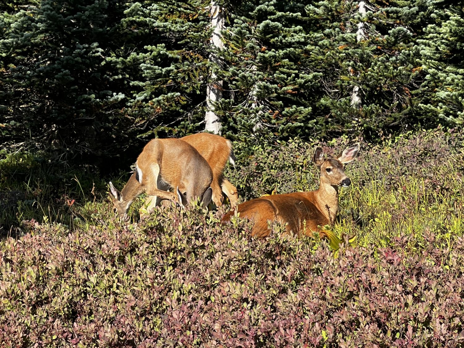 Mount Rainier NP 